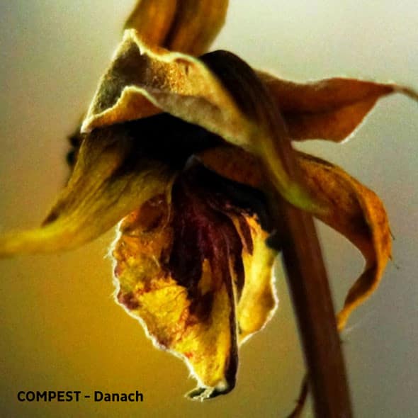 Compest — Danach — Музыка